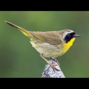 Meet your Posher, Carol